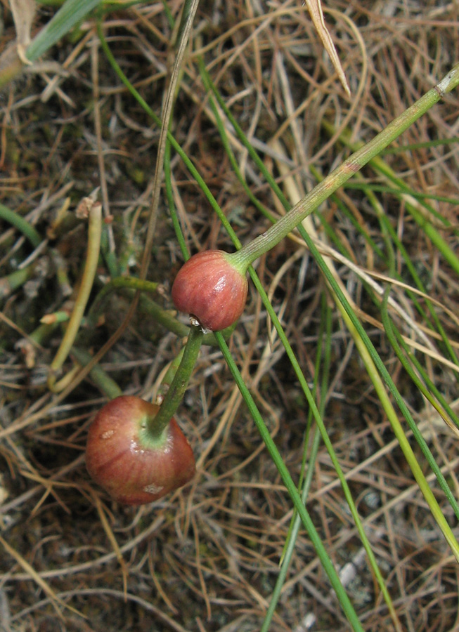 Image of Ephedra distachya specimen.