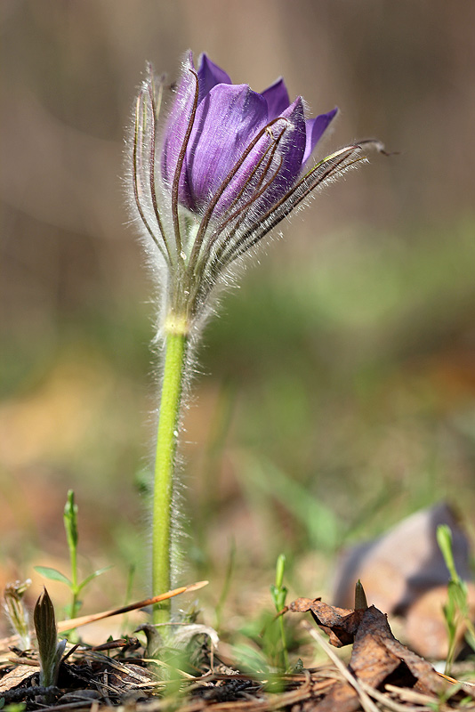 Изображение особи Pulsatilla patens.