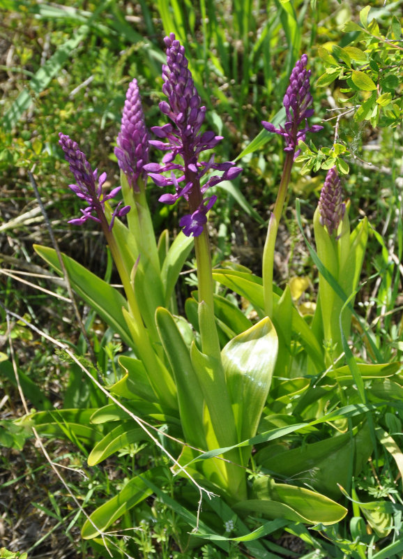 Изображение особи Orchis mascula.