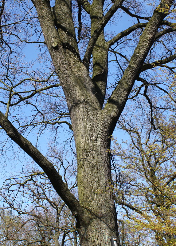 Image of Quercus robur specimen.