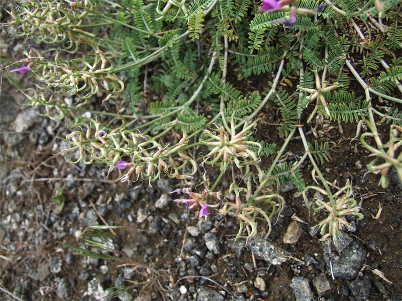 Image of Astragalus glochideus specimen.