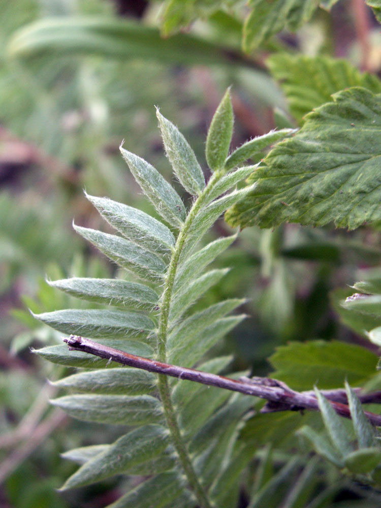 Image of Oxytropis macrocarpa specimen.