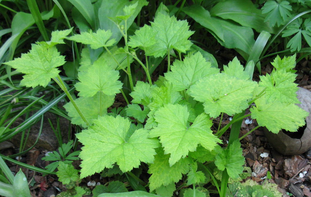 Изображение особи Tolmiea menziesii.