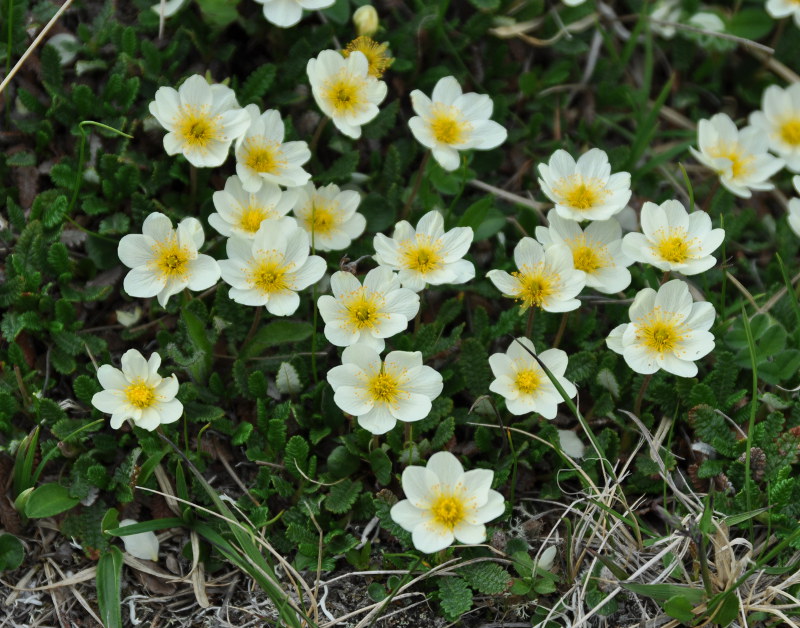 Изображение особи Dryas punctata.