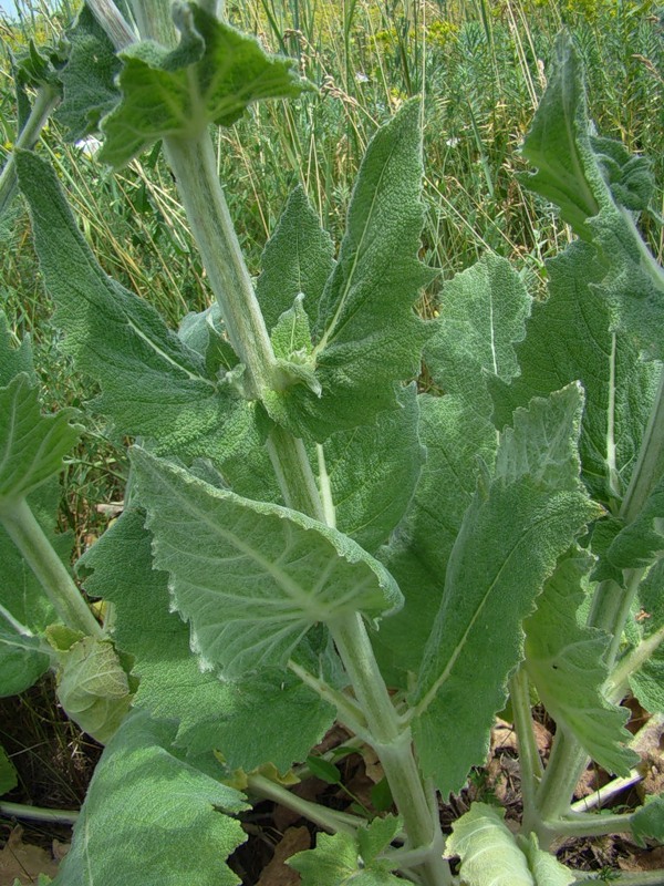 Image of Salvia aethiopis specimen.