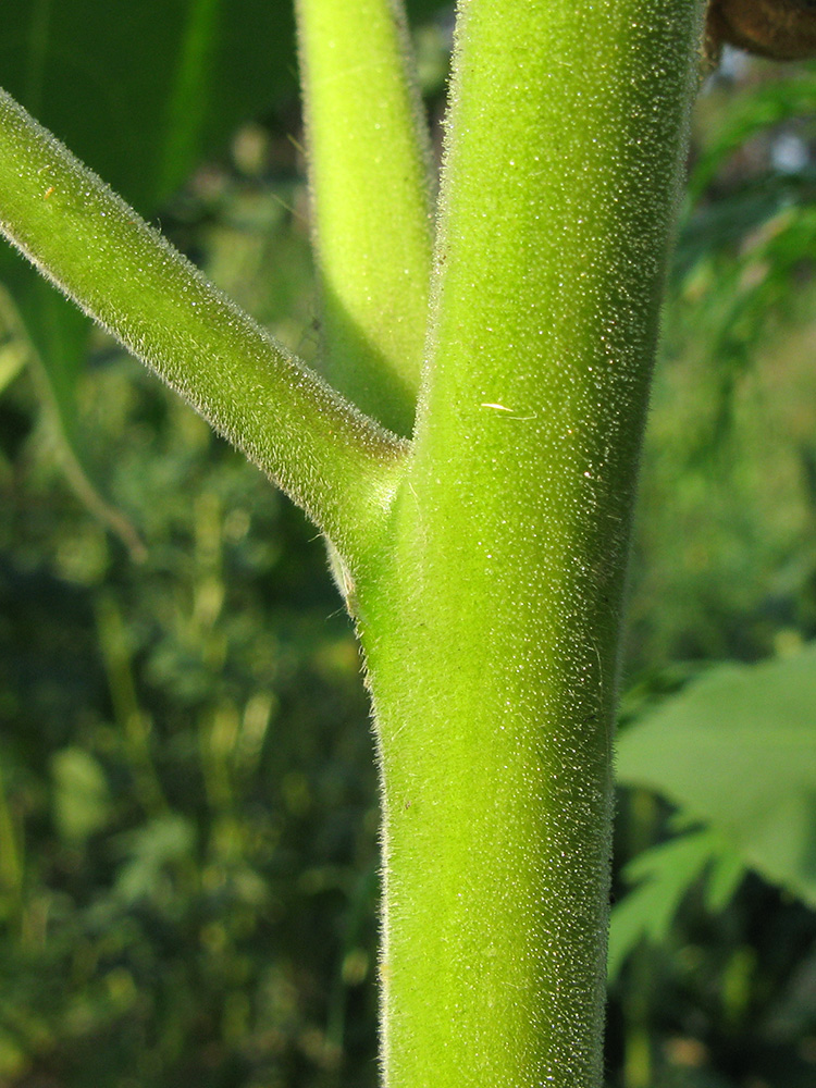 Image of Abutilon theophrasti specimen.