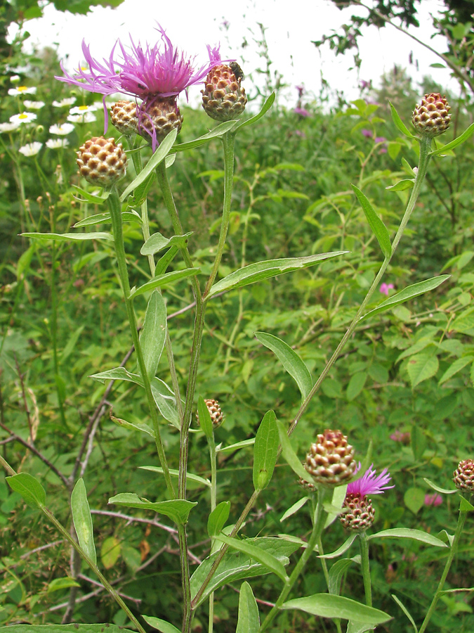 Image of Centaurea jacea specimen.