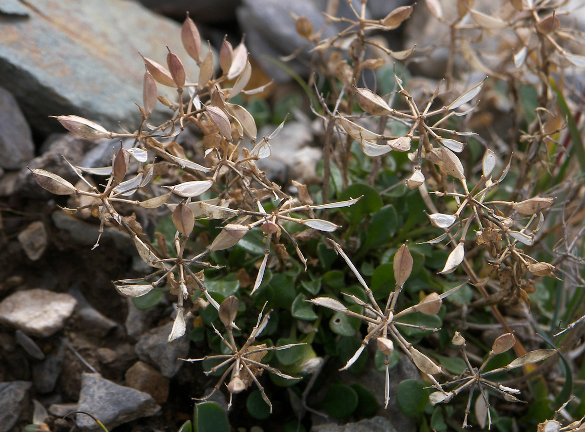 Image of Noccaea pumila specimen.