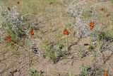 Carex physodes. Плодоносящие растения. Южный Казахстан, восточная граница пустыни Кызылкум. 04.05.2013.