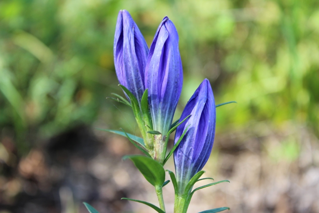 Изображение особи Gentiana pneumonanthe.