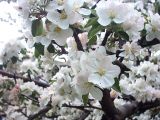 Malus domestica. Цветы. Луганск, забарошенный сад. Начало мая.