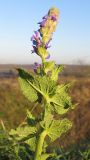 Salvia tesquicola. Верхушка побега с соцветием. Краснодарский край, окр. г. Крымск, сухой луг на каменистом склоне горы. 25.10.2013.