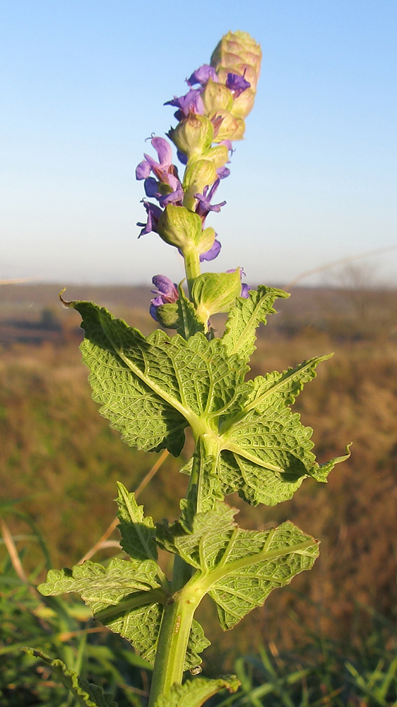 Изображение особи Salvia tesquicola.