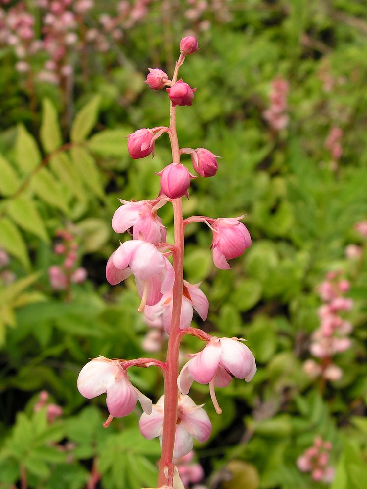 Image of Pyrola incarnata specimen.