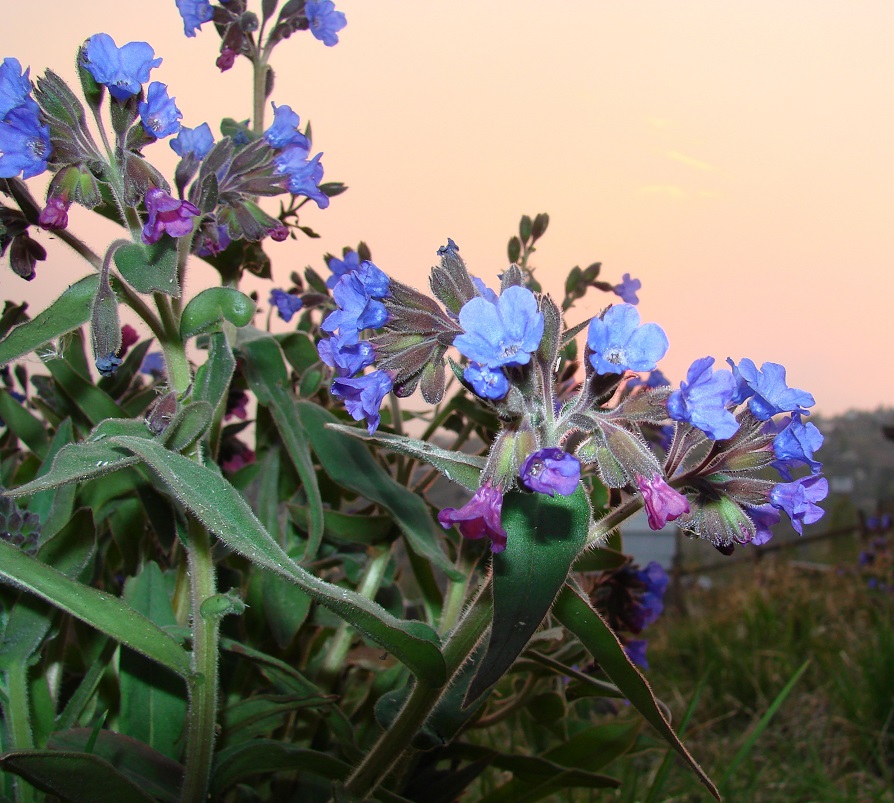 Image of Pulmonaria mollis specimen.