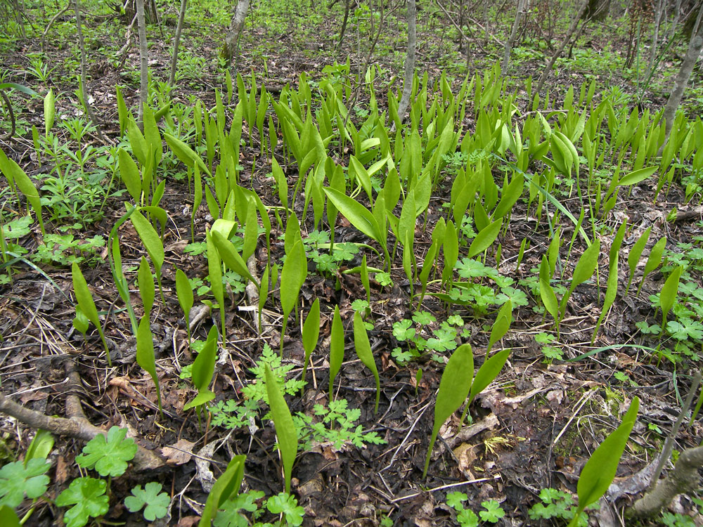 Изображение особи Ophioglossum vulgatum.