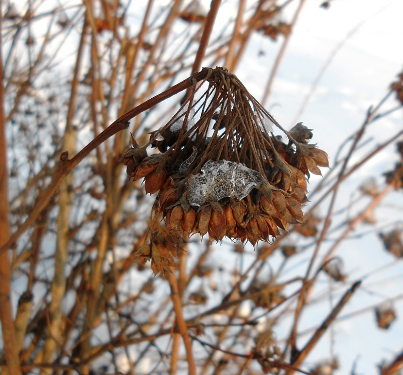 Image of Physocarpus opulifolius specimen.