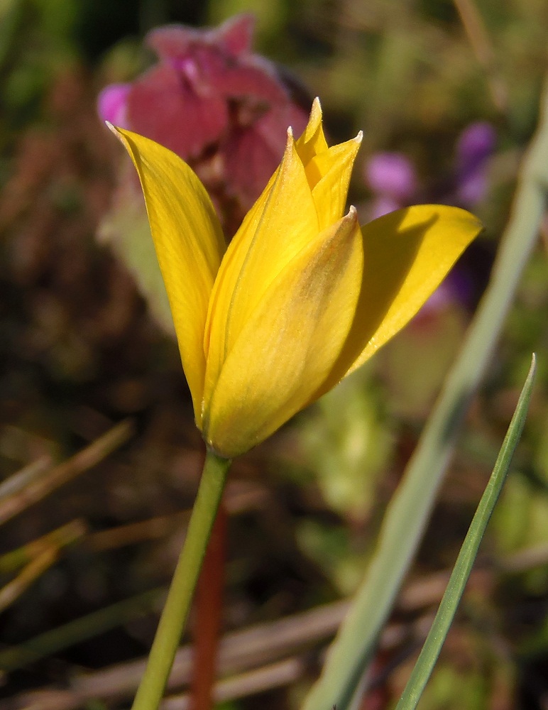 Изображение особи Tulipa biebersteiniana.