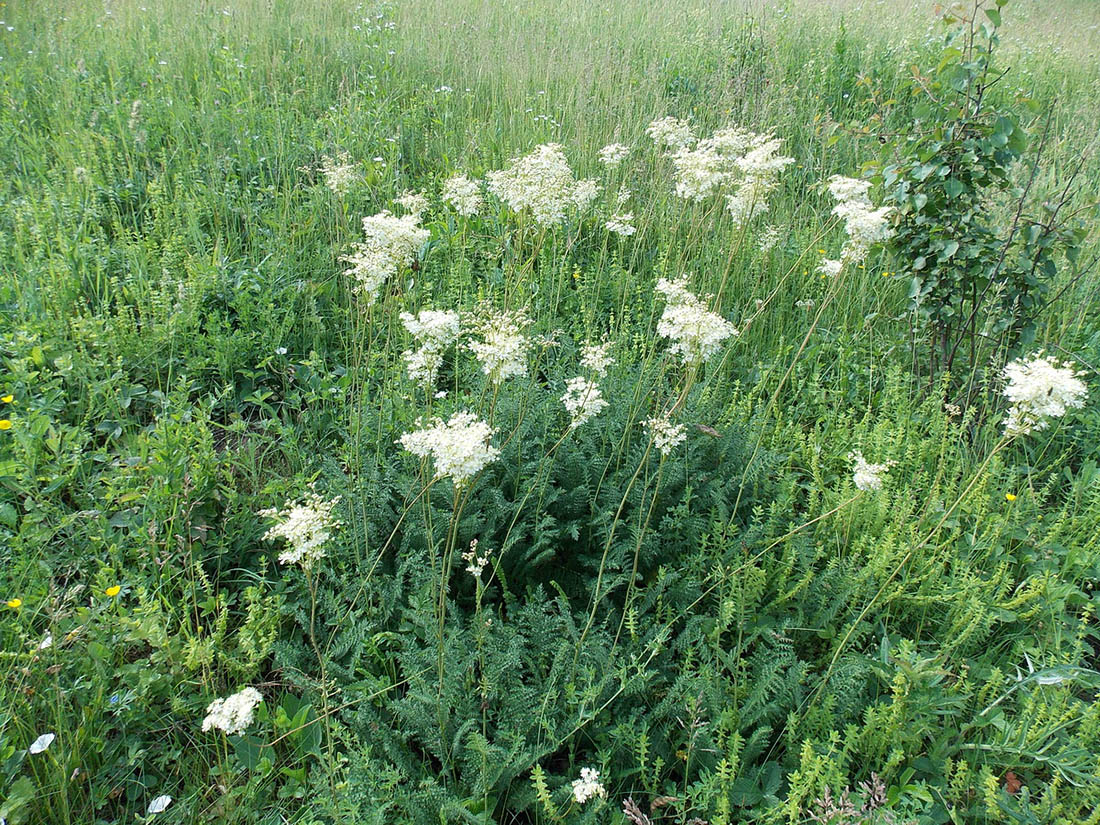 Изображение особи Filipendula vulgaris.