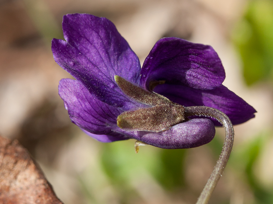 Image of Viola odorata specimen.