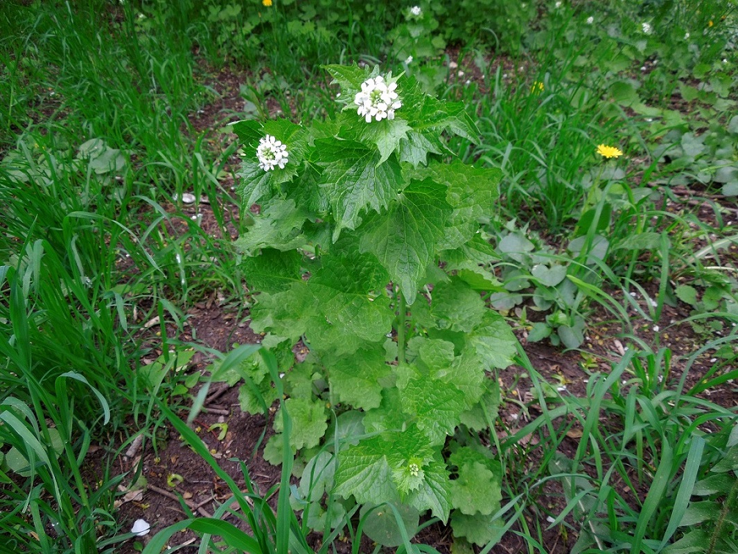 Image of Alliaria petiolata specimen.