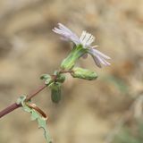 Lactuca undulata. Соцветие. Казахстан, Мангистауская обл., западный чинк плато Устюрт 16,5 км NO пос. Бейнеу. 05.05.2014.