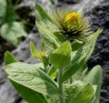 Inula orientalis. Верхняя часть побега с нераспустившимся соцветием. Германия, г. Дюссельдорф, Ботанический сад университета. 04.05.2014.