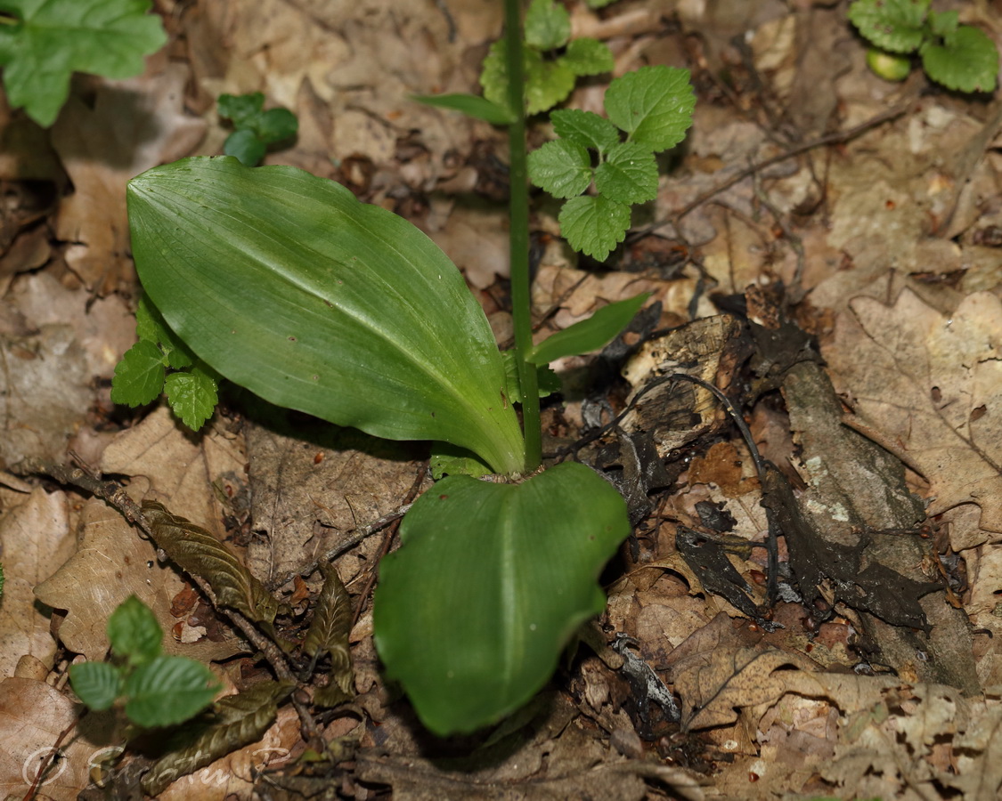 Image of Platanthera bifolia specimen.