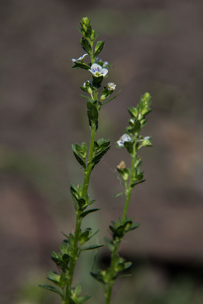 Image of Veronica serpyllifolia specimen.