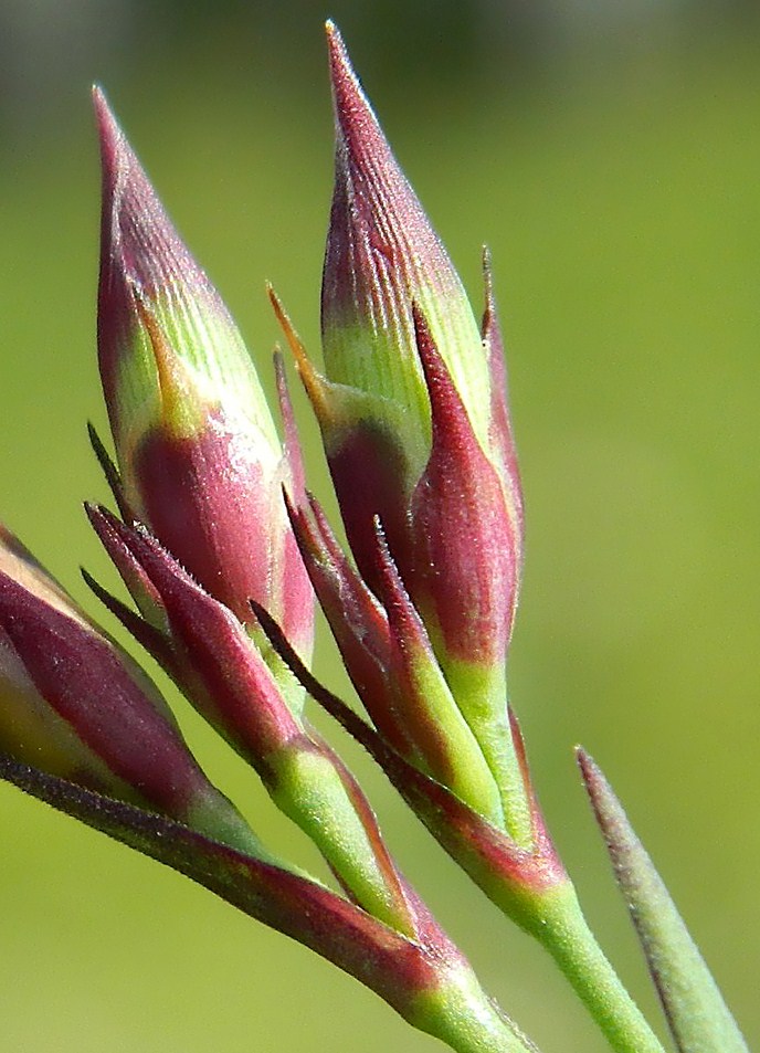 Image of Dianthus fischeri specimen.