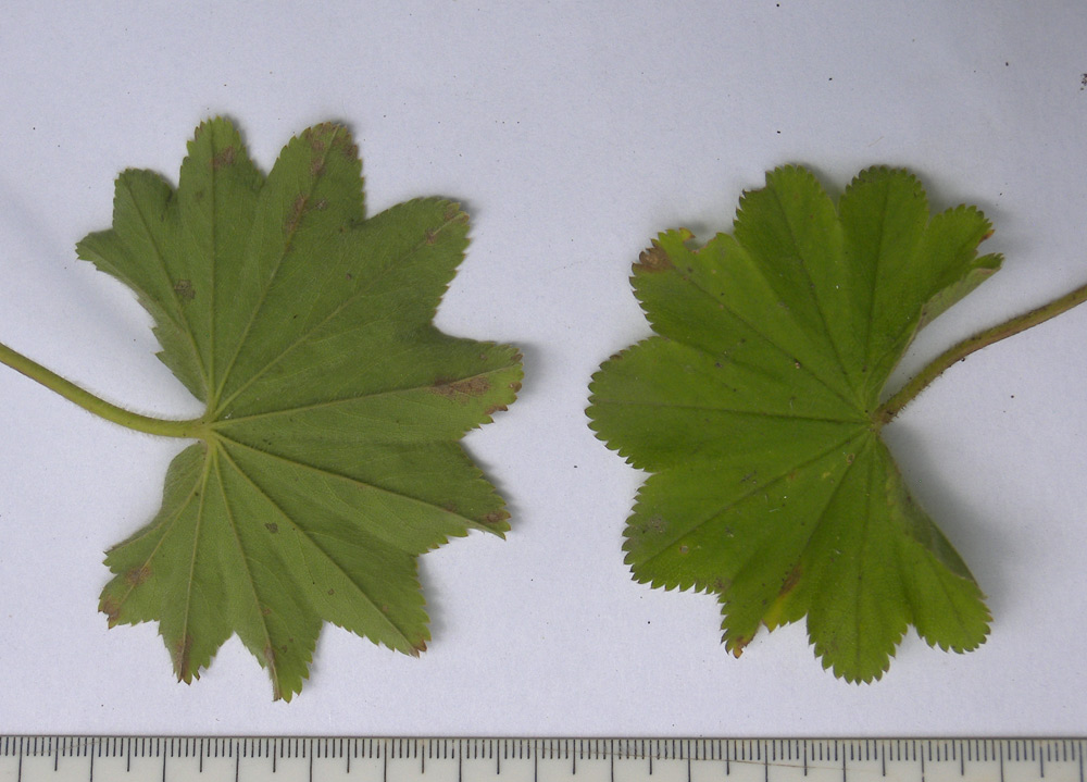 Image of Alchemilla microdonta specimen.