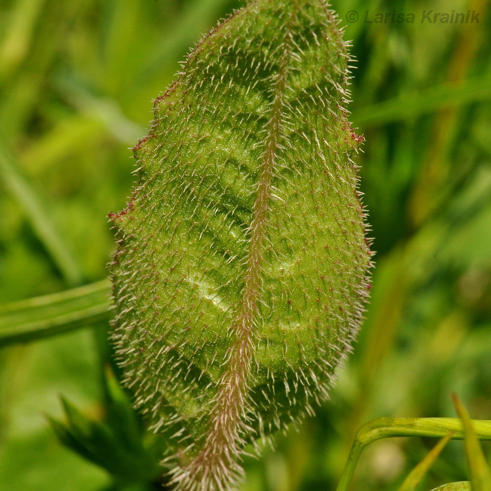 Image of Trommsdorffia ciliata specimen.