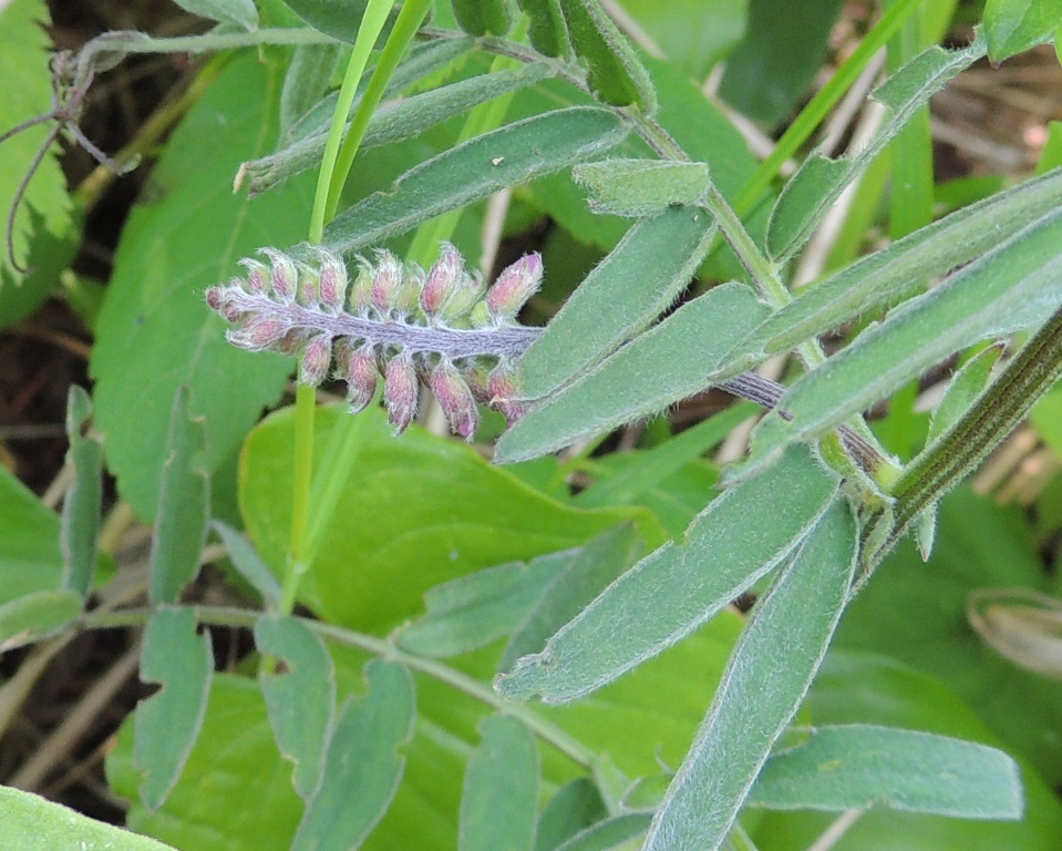 Изображение особи Vicia cracca.