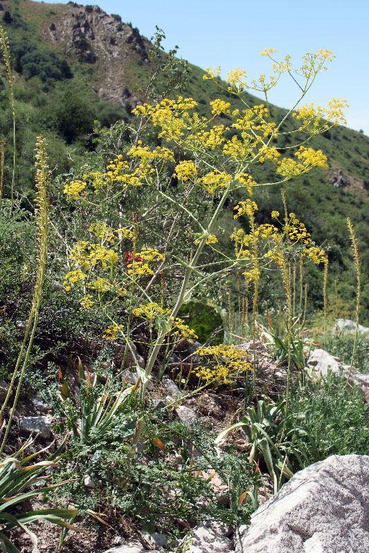 Image of Ferula samarkandica specimen.