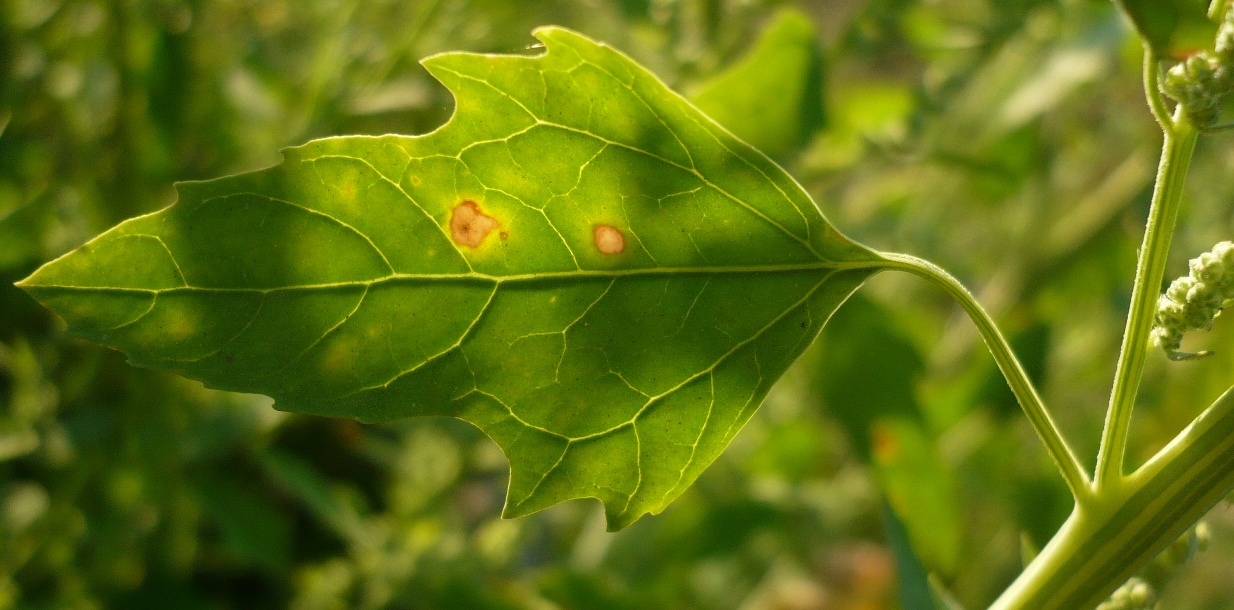 Image of Chenopodium album specimen.