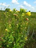 Oenothera biennis