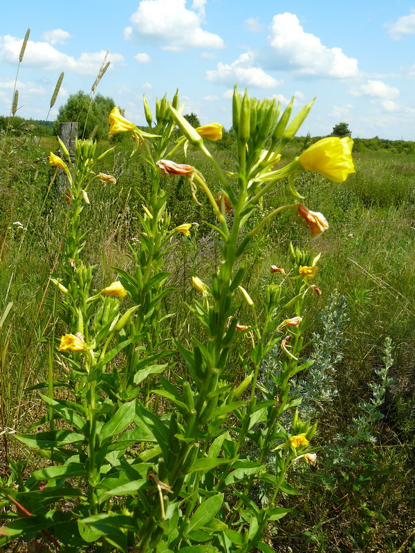 Image of Oenothera biennis specimen.