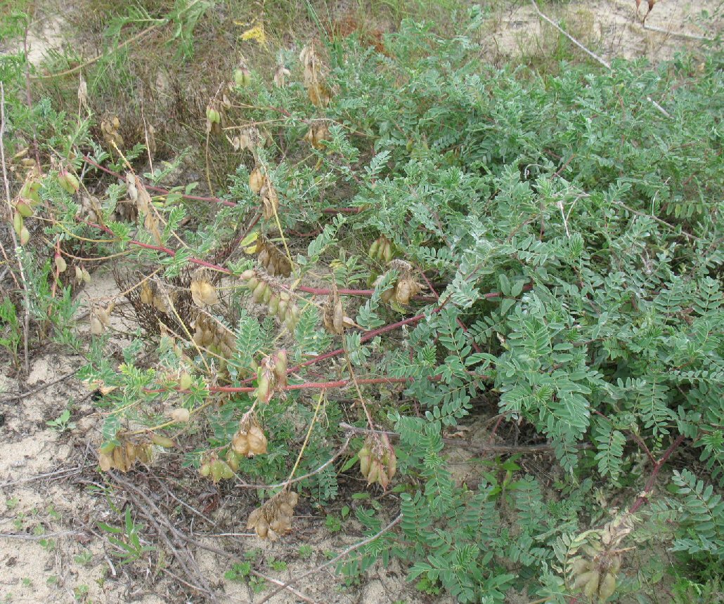 Изображение особи Astragalus sericeocanus.