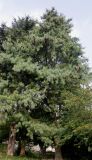 Pinus wallichiana