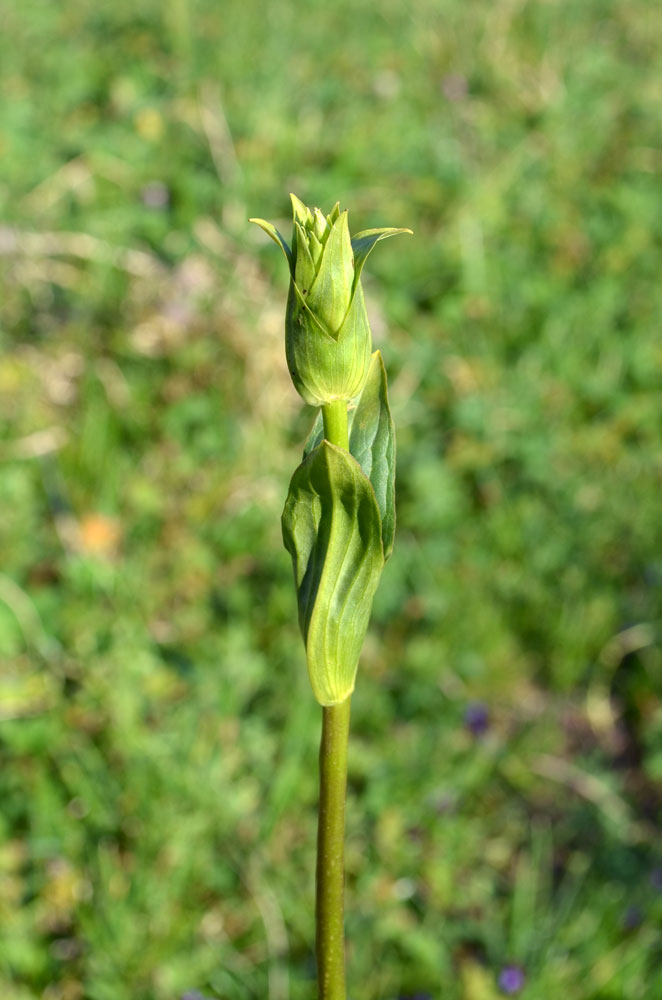 Image of Swertia connata specimen.