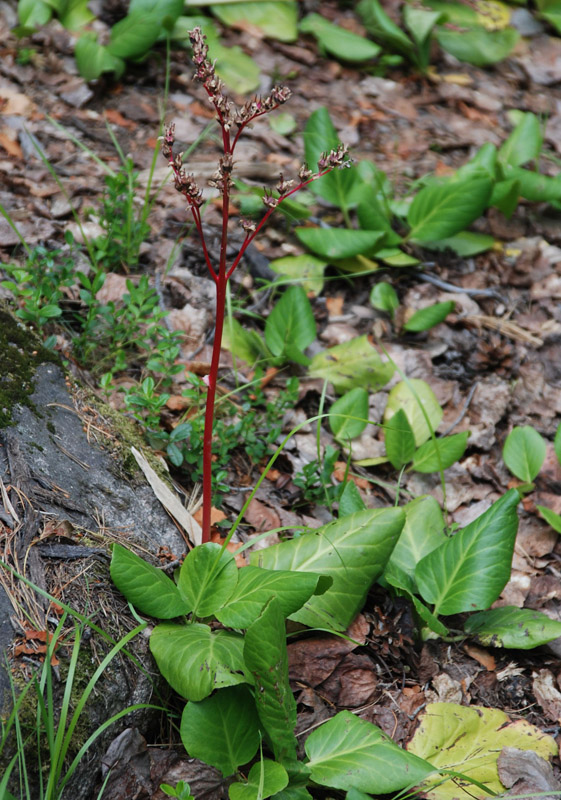 Image of Bergenia crassifolia specimen.