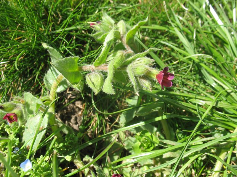 Image of Nonea caspica specimen.