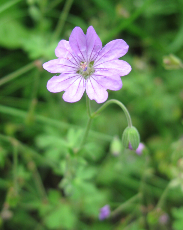 Изображение особи Geranium pyrenaicum.