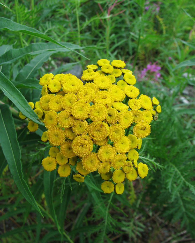 Image of Tanacetum boreale specimen.