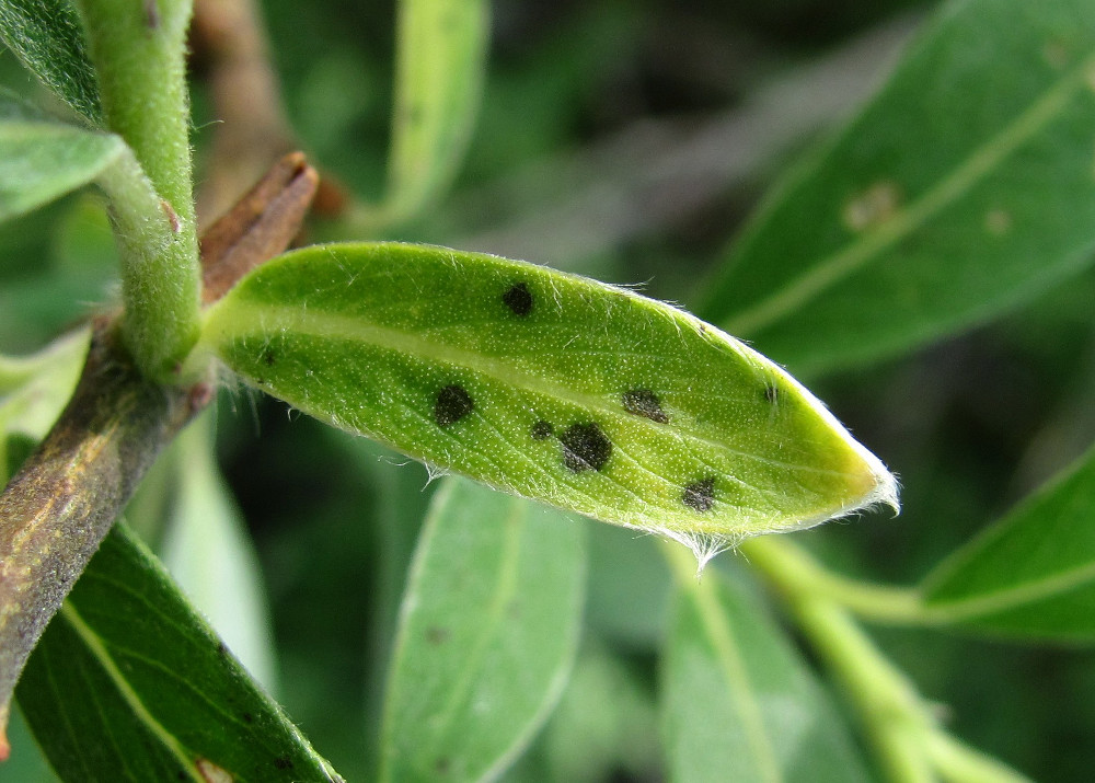 Image of Salix gmelinii specimen.