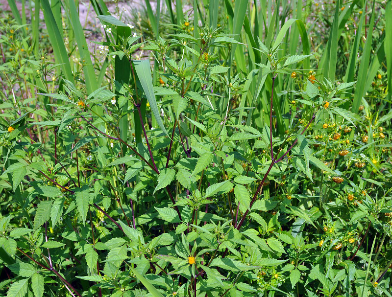 Изображение особи Bidens frondosa.