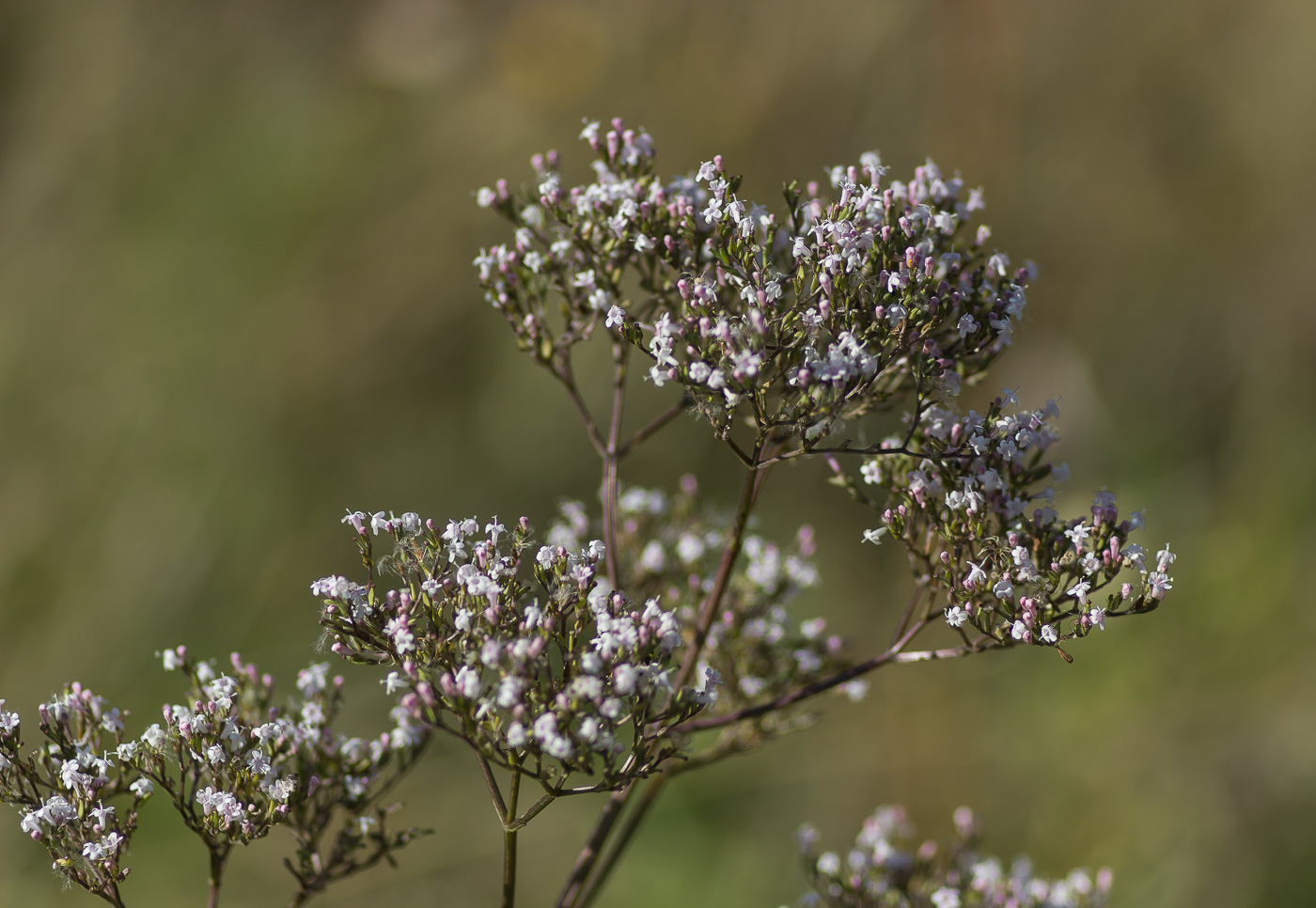 Image of Valeriana wolgensis specimen.