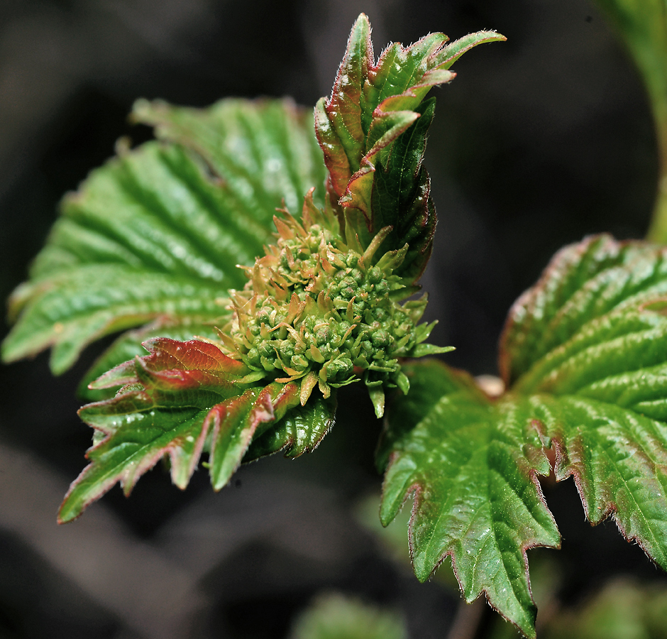 Изображение особи Viburnum opulus.