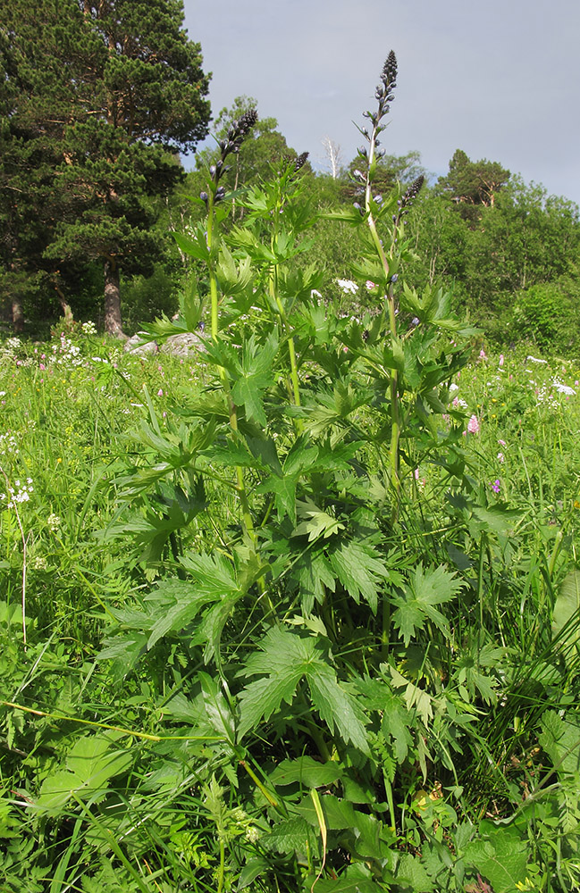 Изображение особи Delphinium flexuosum.