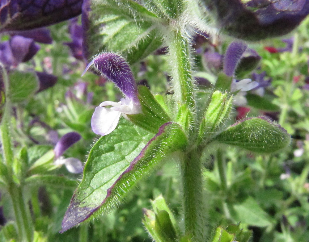 Image of Salvia viridis specimen.